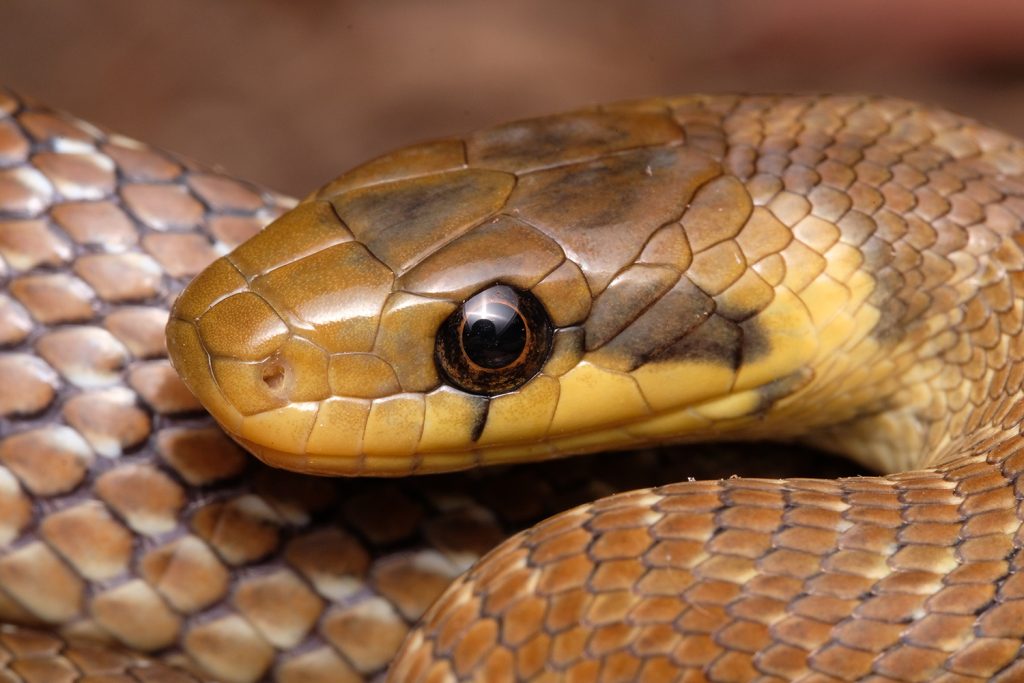 Nathan Rusli's photo of an Aesculapian snake